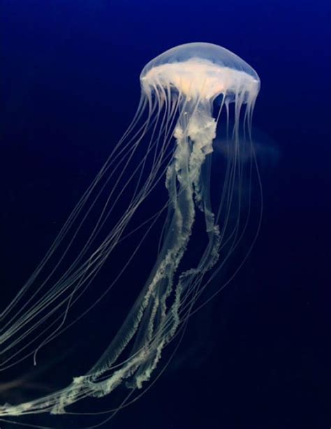 Home moon jellyfish page 1 of 1. Live Pet Jellyfish For Sale - Moon Jellyfish, Blubber ...