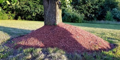 How Much Mulch Should You Use Around Trees Mulch Volcano Vs Donut