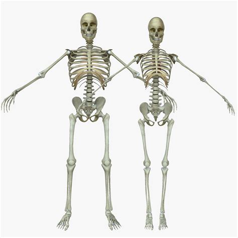 Male Vs Female Skeleton Human Skeleton Bones Female Skeleton Human