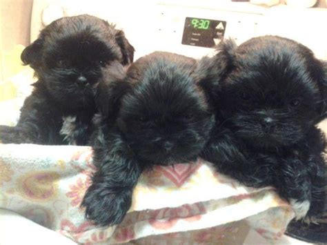 If you are confused by the above terms, please don't start breeding! Male and female Shih Tzu Puppies for sale. for Sale in ...