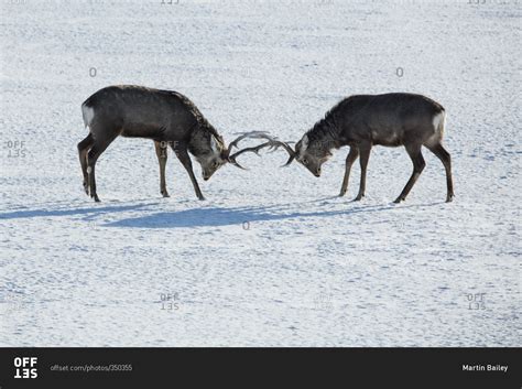Ezo Deer Bucks Locking Antlers In A Snowy Field In Hokkaido Japan