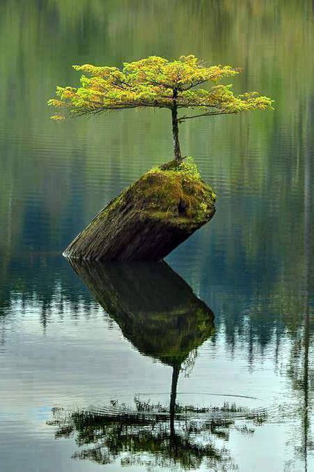Nature Always Finds A Way Daring Planet Amazing Nature Beautiful