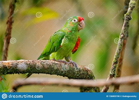 Crimson Fronted Parakeet Aratinga Finschi Portrait Of
