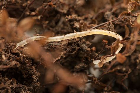 What Are Pot Worms What To Do For White Worms In Compost
