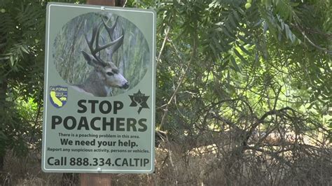 Poachers Sought After Deer Killed Along American River Parkway