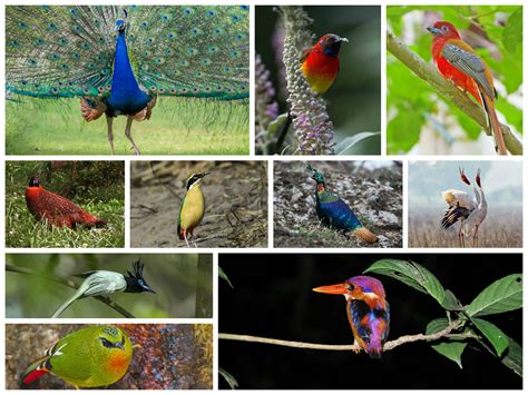 Top 10 Most Beautiful Birds In India Wild Nest