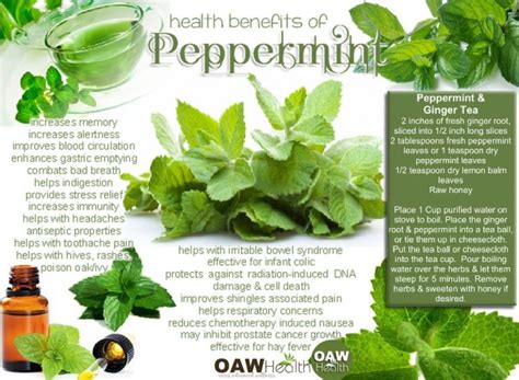 Health Benefits Of Peppermint