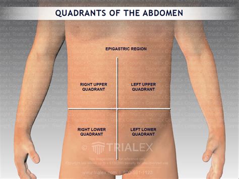 Anatomy Quadrants Illustration Of Abdominal Quadrants Acrylic Print