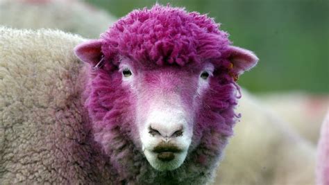 challenging the pink sheep syndrome by geneva loader medium