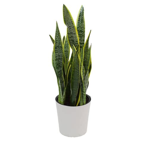 Pure Beauty Farms Sansevieria Laurentii Snake Plant In 925 In