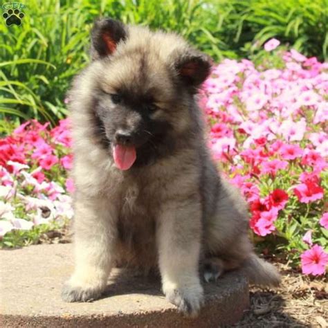 Krew Keeshond Puppy For Sale In Pennsylvania