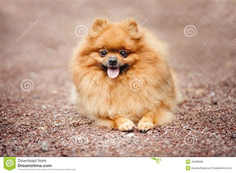 Small Pomeranian Puppy Lying Stock Photo Image Of Pets