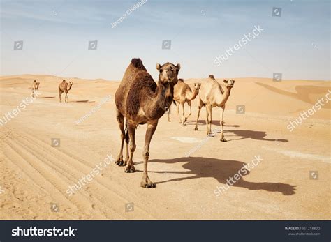 13109 Camel Walking In Desert Images Stock Photos And Vectors