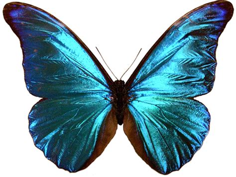 making morpho butterflies blue journal  experimental