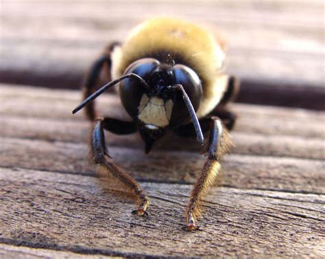 Though carpenter bees can drill into wood items, they cannot dig into steel wool. how to get rid of carpenter bees