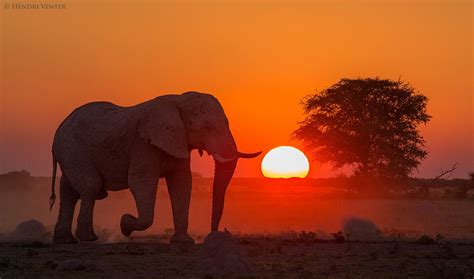 African Sunset African Sunset Elephant Photography Bull Elephant