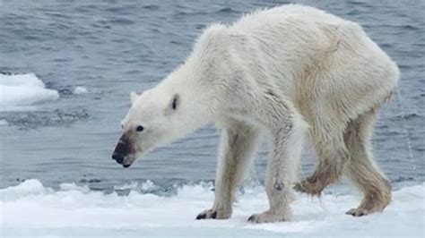 Emaciated Polar Bear Whats To Blame Cnn Video
