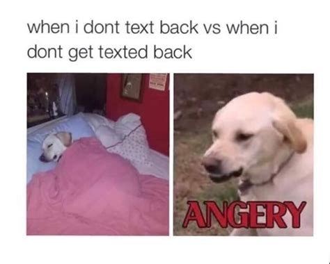 Angery Doggo Meme By Stinkylexi Memedroid