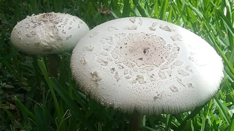 White Mushrooms In My Yard Youtube