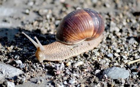 how to get rid of snails in your backyard backyardway