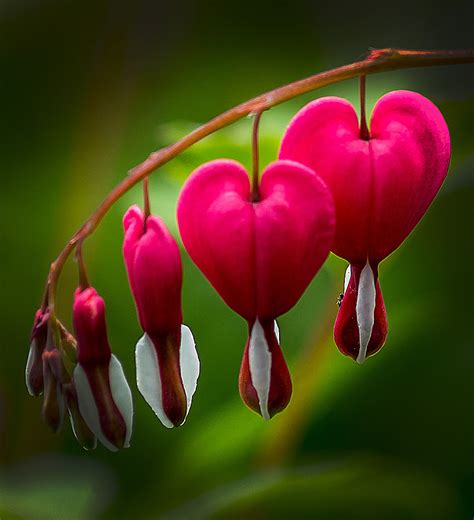 Instead of green foliage, this plant will produce beautiful golden yellow foliage (chartreuse in more shade). Bleeding Heart - The Lightorialist
