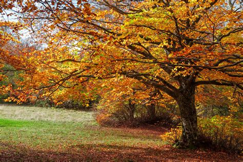 7 Fabulous Places for Fall Foliage in Connecticut | New England With Love