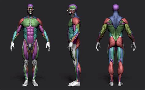 Male Anatomy For Artist Top 20 Anatomy Books For Artists In 2021