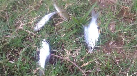 Oreochromicus mossambicus (ikan mujair) e. SERU!! Menjaring Ikan Tawes Di Sungai - YouTube