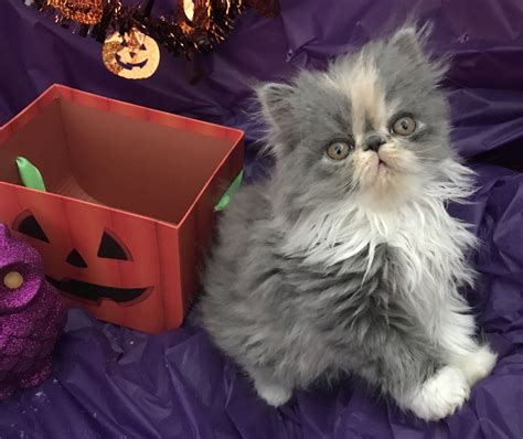 The finest teacup persian kittens for sale are found at catscreation. Persian Cats For Sale | Naples, FL #243908 | Petzlover
