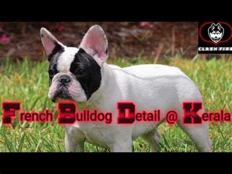 Breeders like to send french bulldog puppies to their new homes when they are nine or 10 weeks old. FRENCH BULLDOG DETAIL AT KERALA | BARKING | PRICE DETAIL ...