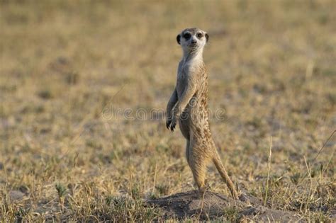 Meerkats In Botswana A Joy To Watch Them Stock Photo Image Of