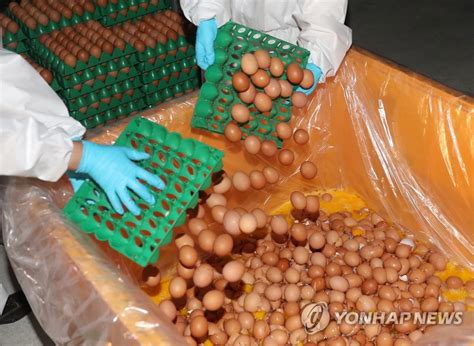 살충제 계란 농가 계란 전량 폐기정부 국민 불안 고려 종합 연합뉴스
