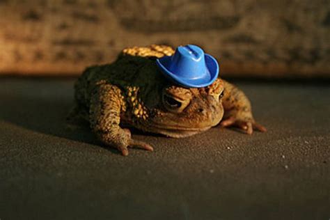Cowboy Hat On Toad With Images Animals Toad