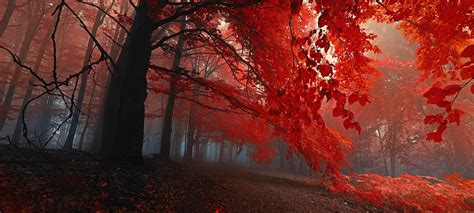 1920x1080px 1080p Free Download Red Forest Stunning Autumn