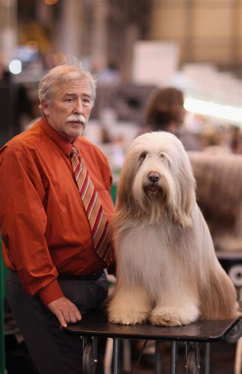 These 21 Dogs Look Exactly Like Their Owners Its Hilarious Boredombash