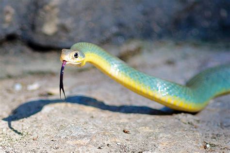 Blue Racer Racer Snake Photos Blue