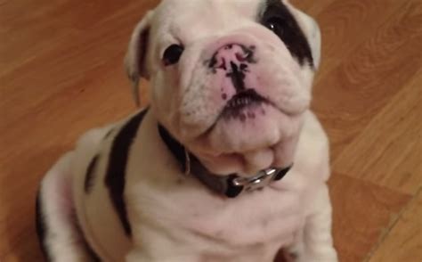 Adorable Bulldog Puppy Will Put A Smile On Your Face Video Boomsbeat