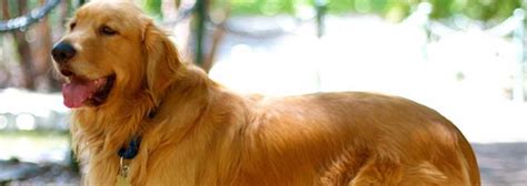 Our mission at golden retriever rescue of north texas (grrnt) is to rescue, care for, and place in permanent loving homes golden retrievers in need in the north texas area and to educate the general public about responsible pet ownership as well as the special qualities of the golden retriever breed Golden Retriever Rescue Lancaster Pa | PETSIDI