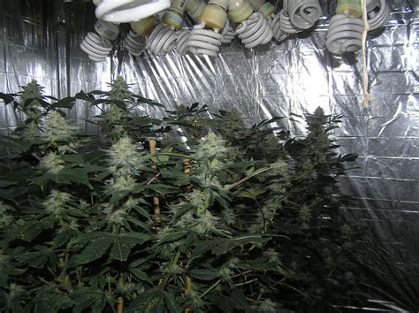 Fluorescent lights are another popular choice due to their affordability. Craigslist Denver Grow Lights