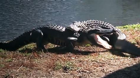 Gator Tussle Alligator Vs Alligator Battle In Florida