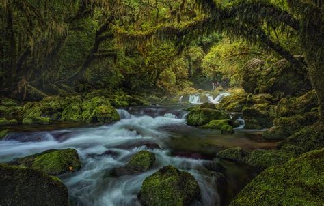 Wallpaper Forest River Stones Waterfall Moss New Zealand New
