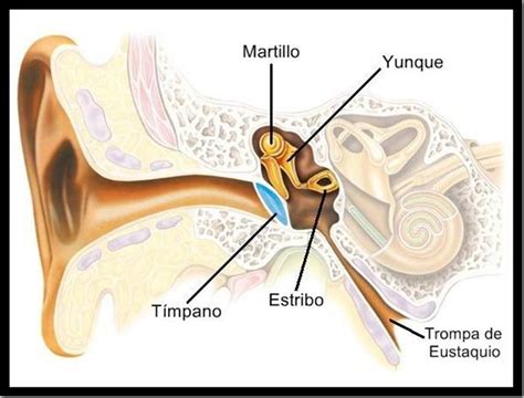 Oído Medio Biopsicosalud