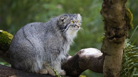Manul The Grumpiest Cat Confirmed On The Worlds Highest Mountain