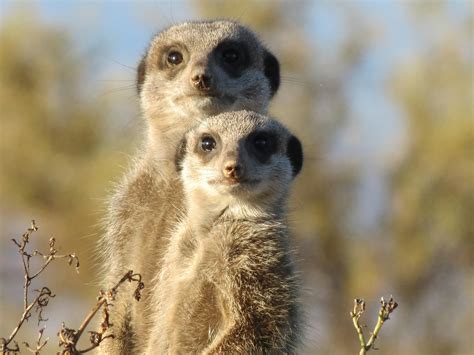 Brown And Gray Meerkat In Macro Photography · Free Stock Photo