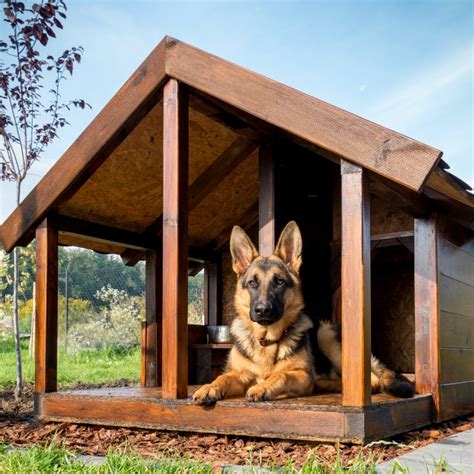 Can German Shepherds Live Outside German Shepherd Dog Hq