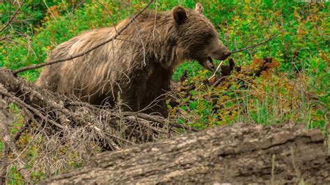 Fwp Warns People To Be Aware Of Grizzlies In Northern Bitterroot Valley