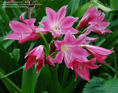 Elizabeth Straub Crinum Lily My Crinum Hybridized By Famed Crinum