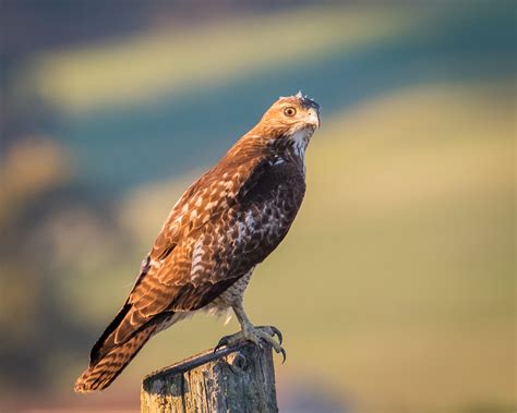 Selective Focus Photography Of Brown Falcon Red Tailed Hawk Hd
