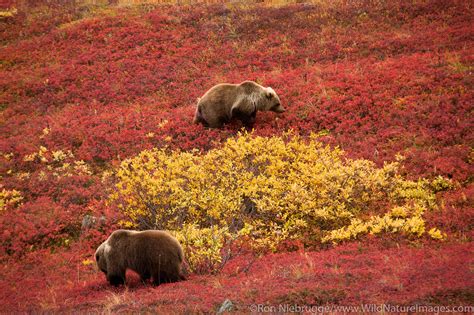 Grizzly Bear Denali National Park Alaska Photos By Ron Niebrugge