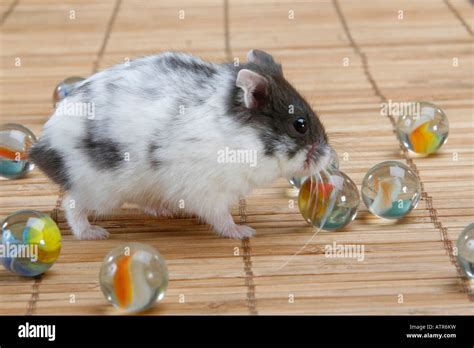 Campbells Russian Dwarf Hamster Phodopus Hi Res Stock Photography And